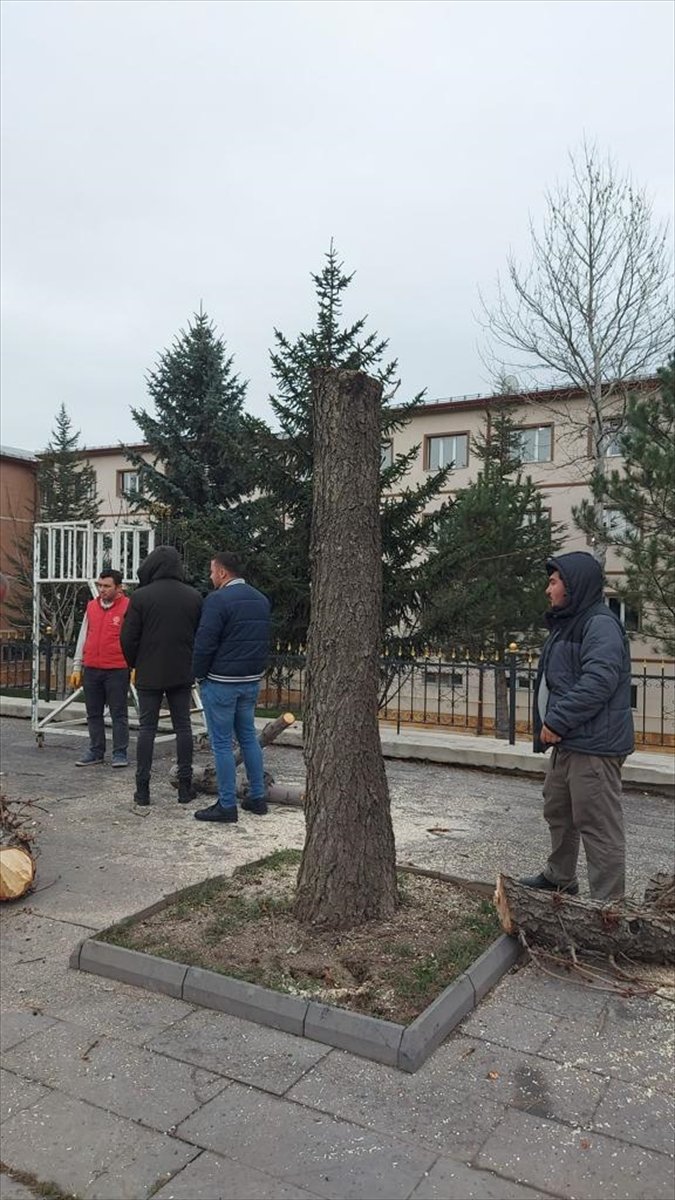 Sivas Belediyesi ağaçlara zarar verenler hakkında suç duyurusunda bulundu