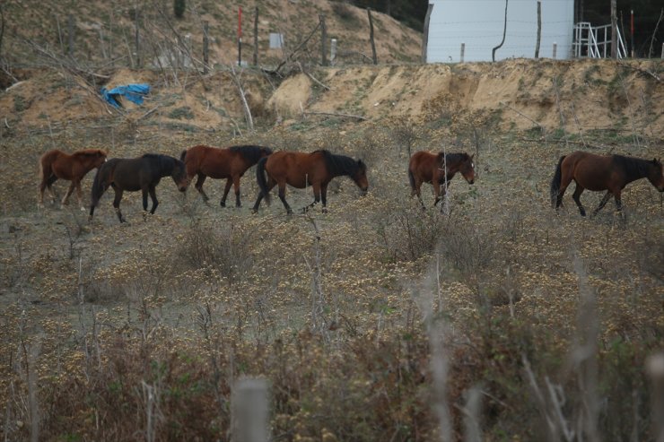 Çanakkale'nin kırlarında koşan yılkı atları doğaya ayrı güzellik katıyor