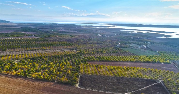 Elazığ'da 3 yılda 20 bini aşkın kayısı ağacı toprakla buluşturuldu