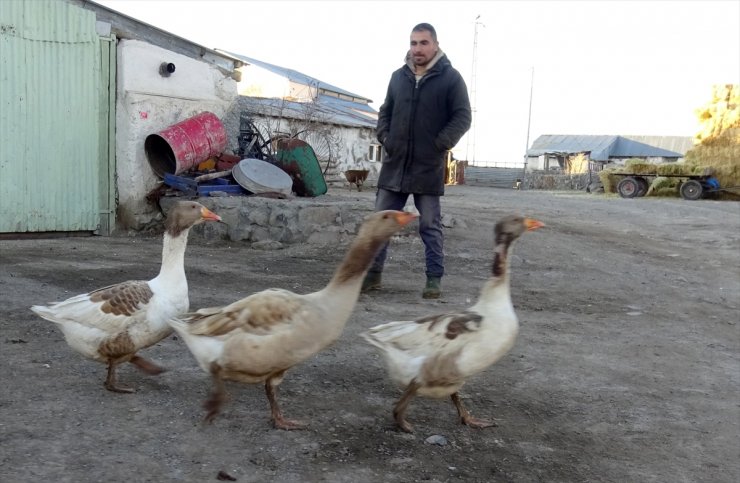 Kars'ta aç kaldığı için köye inen kurdun kazlara saldırısı kamerada