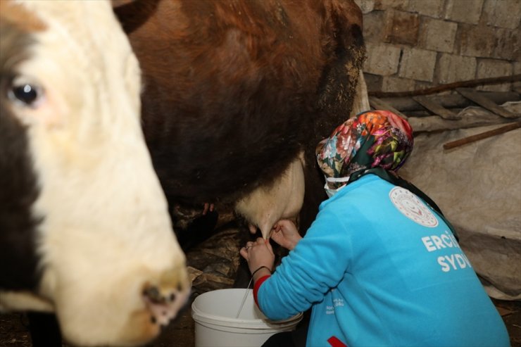 Erciş'te "Vefa" ekibi, yardım isteyen yaşlı çiftin ineğini sağdı