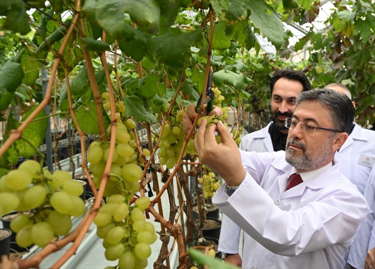 Tarım ve Orman Bakanı İbrahim Yumaklı, Manisa'da serada üzüm kesti