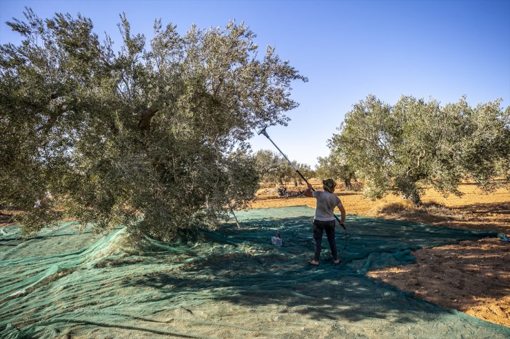 Tunus'ta kuraklık zeytin üretiminde büyük düşüşe neden oldu