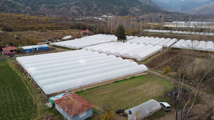 Sakarya Havzası'ndaki tarla ve seralarda marul hasadı başladı