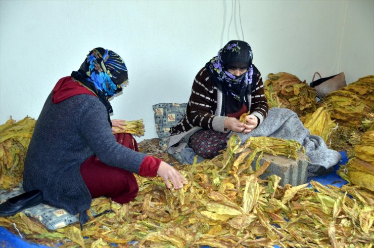 Muş'ta yetiştirilen tütünün satış hazırlıkları başladı