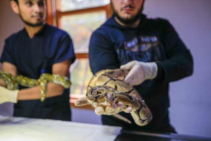 "Antalya'nın pitonları" özel yaşam koşulları altında ziyaretçiyle buluştu