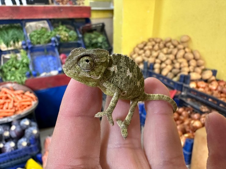 Manavdan aldığı mandalinaların arasından çıkan bukalemun "Patron"u evinde besliyor