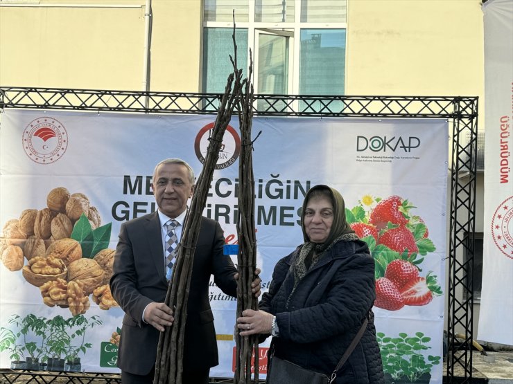 Samsun'da çiftçilere yüzde 80'i hibe olmak üzere 5 bin ceviz fidanı dağıtıldı