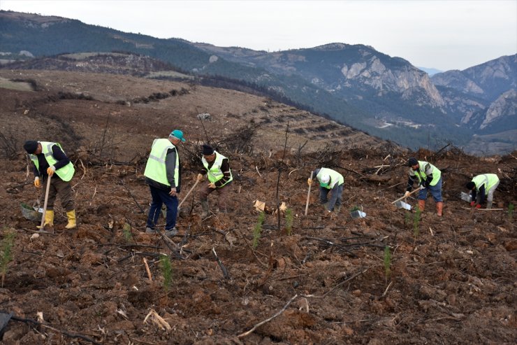 Bursa'da 4 ay önce yanan 243 hektar ormanlık alan ağaçlandırılıyor