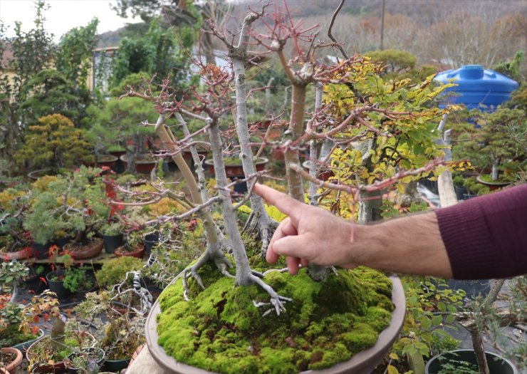 Türkiye'nin ilk "bonsai müzesi" Yalova'da kuruluyor