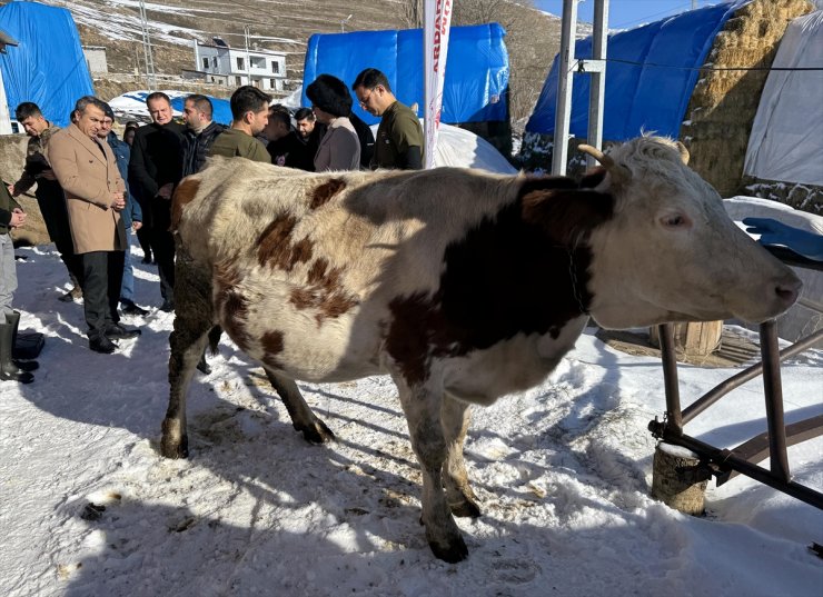 Ardahan'da buzağı ölümleri aşılama projesi ile önlenecek