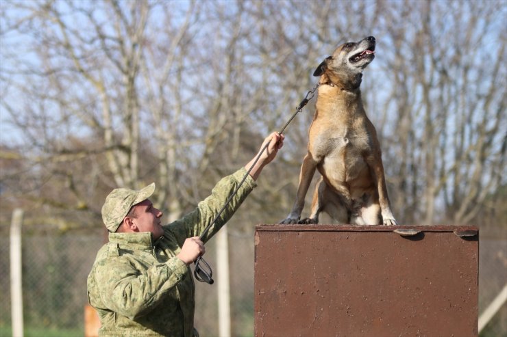 TSK'nın devriye köpekleri Mehmetçiğe destek sağlıyor