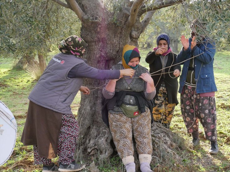 Edremit Körfezi'nde hasadı bitiren zeytin işçileri kahyayı ağaca bağlayıp tarla sahibinden bahşiş istedi