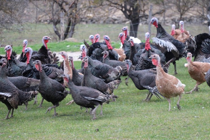 Bolu, Kandıra ve Eflani'de yetiştirilen hindilere yılbaşı öncesi talep arttı