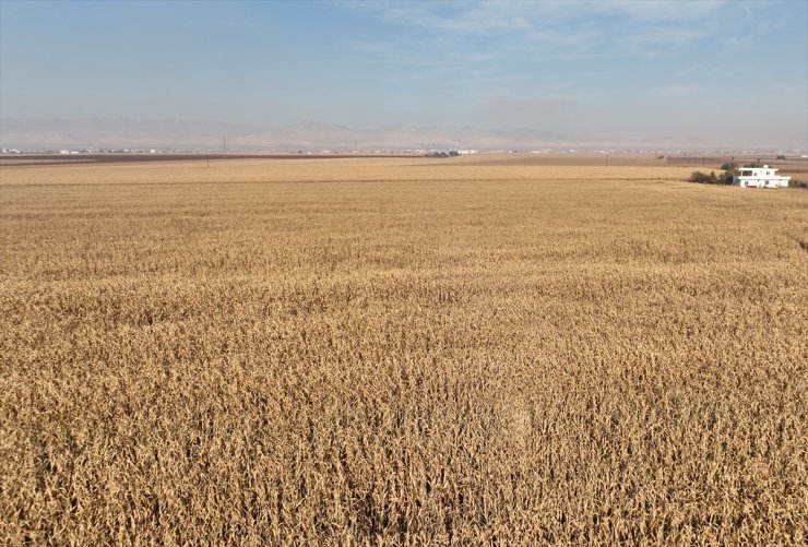 Mardin Ovası'nda biçerdöverler 2 milyon ton mısır rekoltesi için çalışıyor