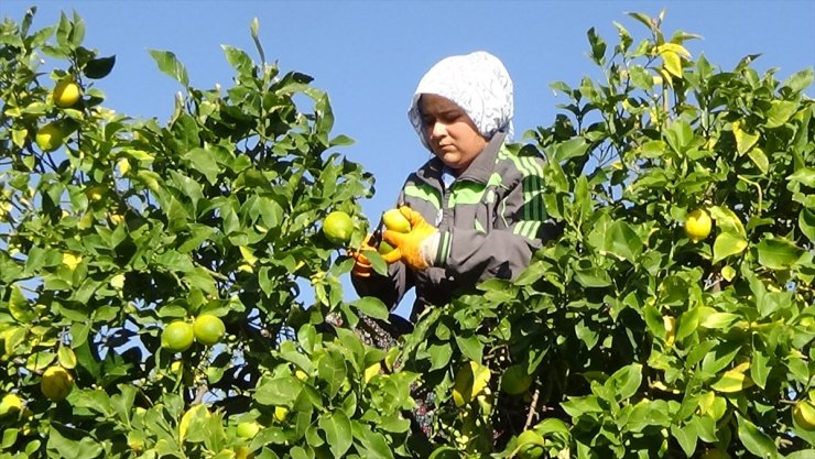 Mersin'de tescilli Lamas limonunda hasat başladı