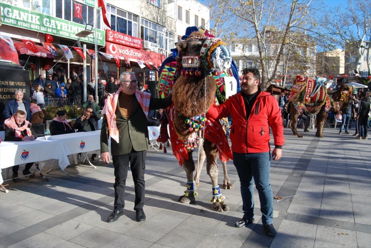 Çanakkale'de "En Güzel Deve Yarışması" düzenlendi