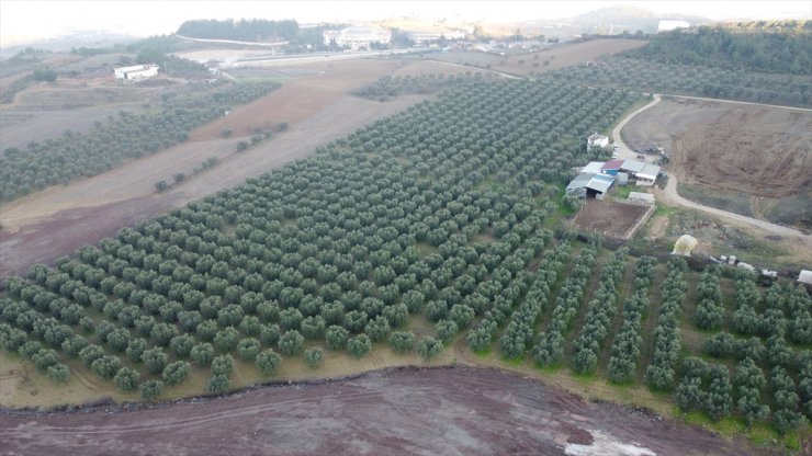 Orta Sakarya Vadisi'ndeki mikroklima etkisine sahip Osmaneli'nde zeytinler hasat ediliyor