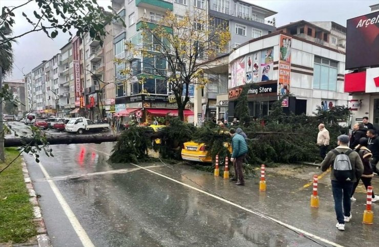 Rize'de şiddetli rüzgarın devirdiği ağaç 2 taksiye zarar verdi