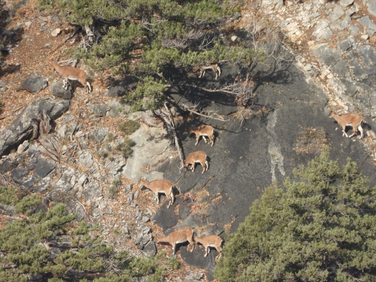 Aladağlar'daki yaban keçisi sayısı 2 bin 604'e ulaştı