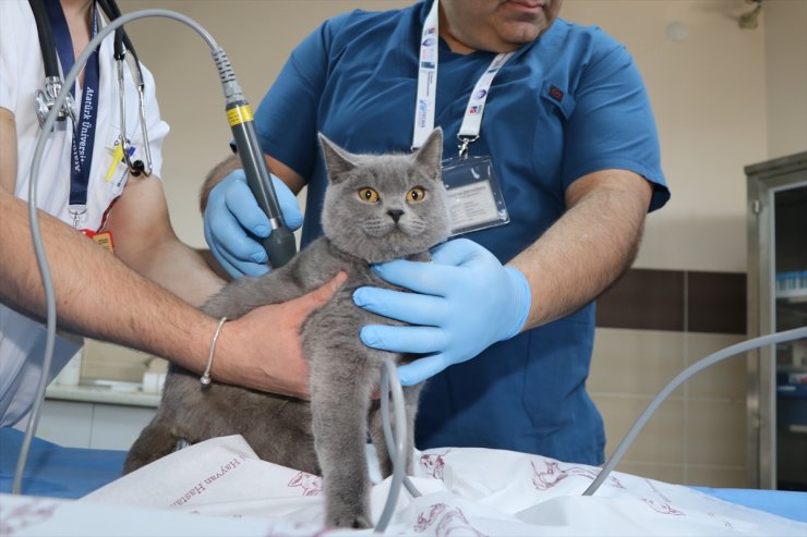 Erzurum'da yüksekten düşen kedi "Dino" mikrocerrahi müdahaleyle felç kalmaktan kurtarıldı