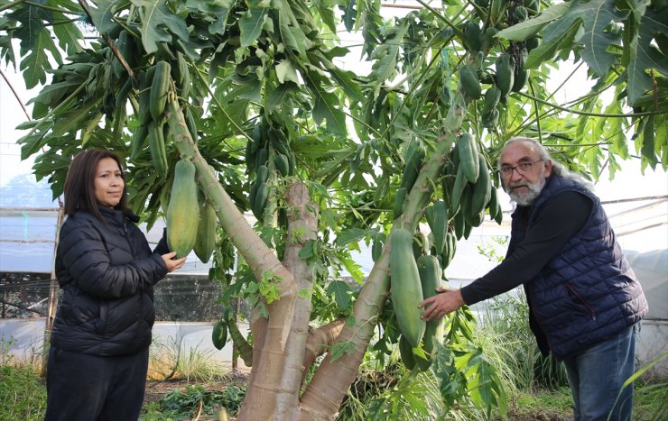 Taylandlı eşi sevdiği için hobi olarak yetiştirmeye başladığı papayayı ihraç ediyor