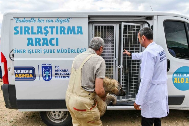 Başkentte 8 ayda 4 bin 800 sokak hayvanı toplatılacak