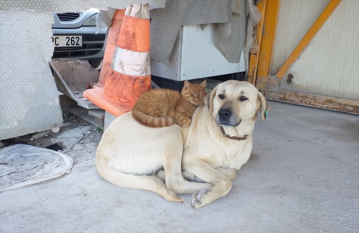 İnşaat işçilerinin tedavi ettirdiği köpekle ormanda buldukları kedi arkadaşlık yapıyor