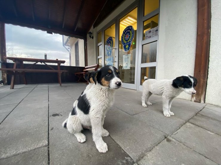 Mudurnu'da polis ekipleri 4 köpek yavrusunu sahiplendi