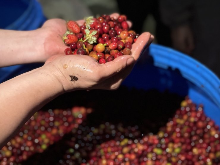 Türk iş insanları Etiyopya'da fermente kahve üretiyor