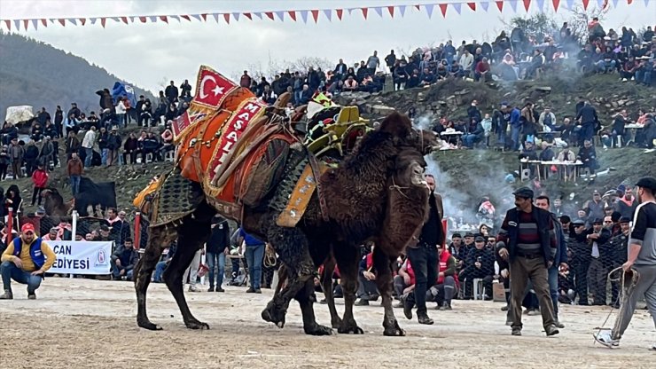 Çanakkale'de "Geleneksel Folklorik Deve Güreşi Festivali" yapıldı