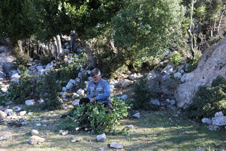 Osmaniye'de orman köylüleri, ekmek parasını defne ağaçlarından çıkarıyor