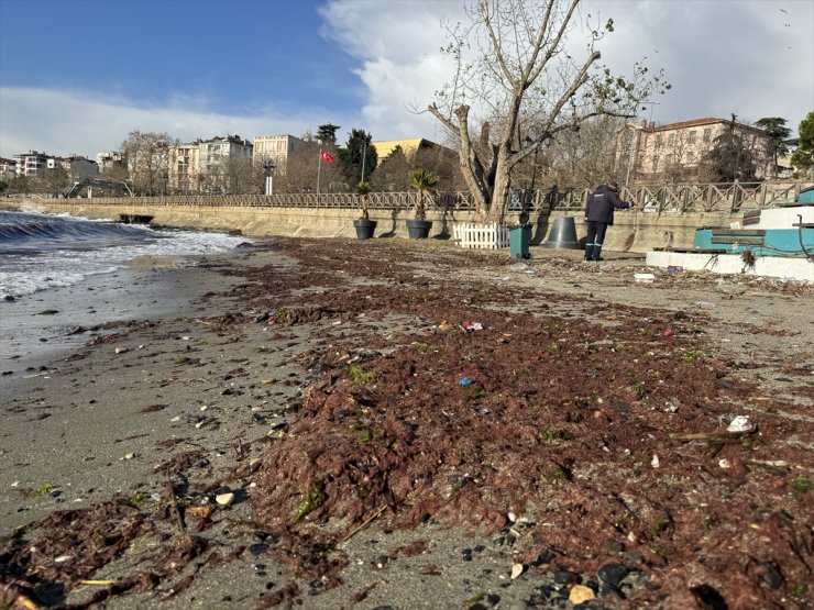 Tekirdağ'da lodos nedeniyle sahilde kırmızı yosun birikti