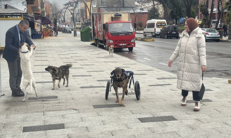 Otomobilin çarpması sonucu felç kalan köpek, hayvanseverlerin aldığı yürüteçle gezmeye başladı