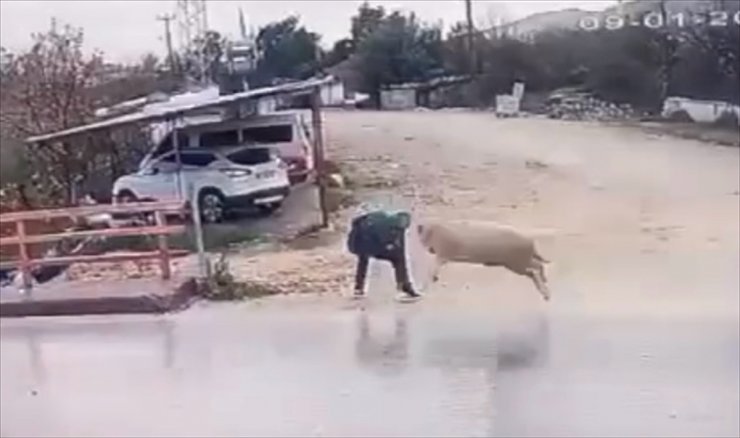 Antalya'da koçun yayayı boynuz darbesiyle düşürmesi güvenlik kamerasında