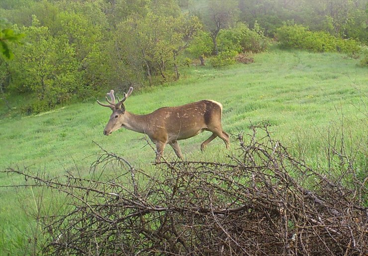 Çorum'da fotokapan ile yaban hayvanları görüntülendi