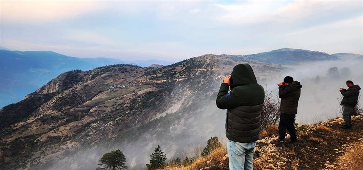 Ordu ve Tokat'ta yaban keçilerinin sayısı arttı