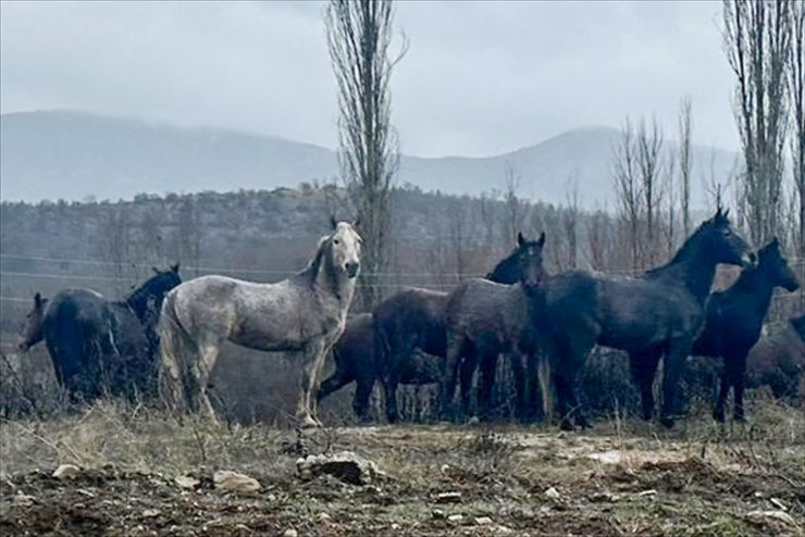 Isparta'da yiyecek arayan yılkı atları yerleşim yeri yakınına indi