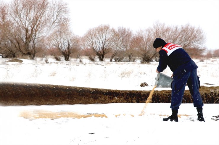 Ağrı'da jandarma ile DKMP ekipleri yaban hayvanları için doğaya buğday bıraktı