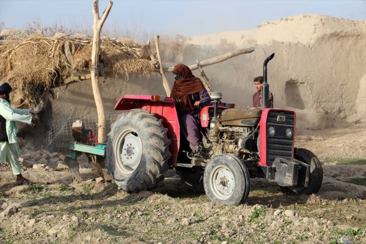 Taliban yönetimi haşhaş ekili tarlaları yok etmeye devam ediyor