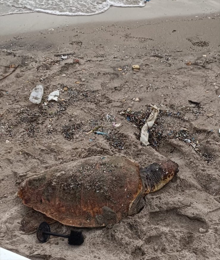 Datça'da sahilde yaralı caretta caretta bulundu