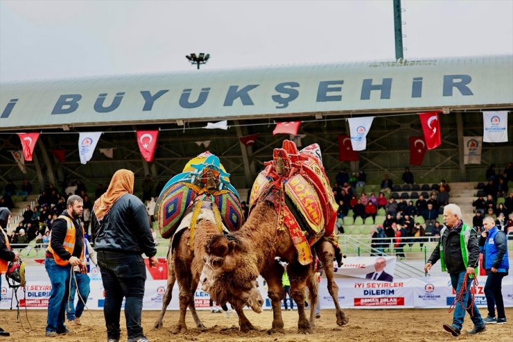 Denizli'de 3. Deve Güreşi Festivali düzenlendi