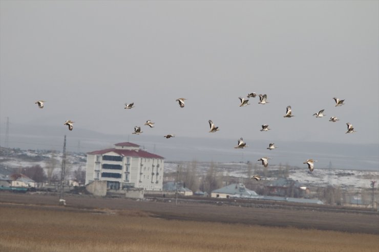 Muş'ta 34 toy kuşu görüntülendi