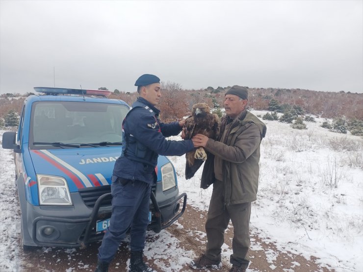 Yozgat'ta jandarmanın bulduğu yaralı şah kartal tedavi edilecek