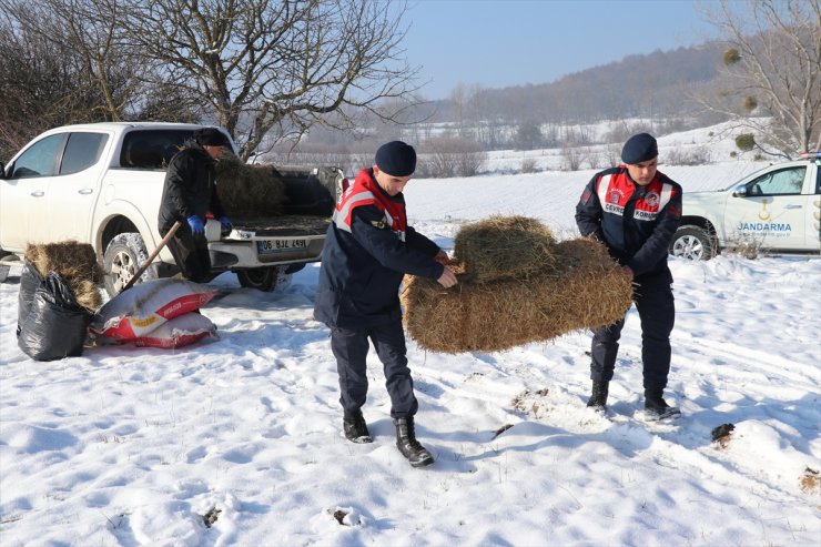 Bolu'da yılkı atları için karla kaplı yaylalara yem bırakıldı