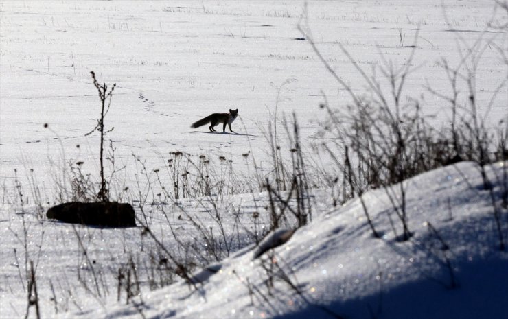 Erzurum, Ardahan, Kars, Iğdır ile Ağrı'da kar ve soğuk hava etkili oldu