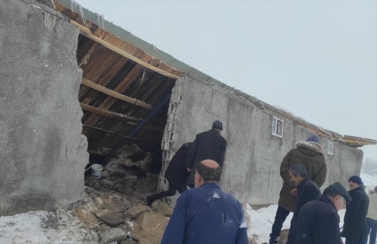 Erzurum'da ahırın çökmesi sonucu hayvanlardan 1'i telef oldu, 43'ü kurtarıldı