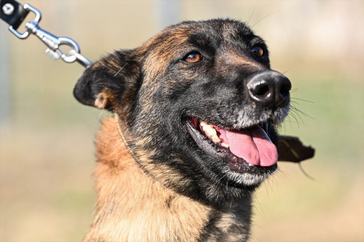 Hava Kuvvetleri'nin "hassas burunları" Köpek Üretim ve Eğitim Merkezi Kıta Komutanlığı'nda yetiştiriliyor