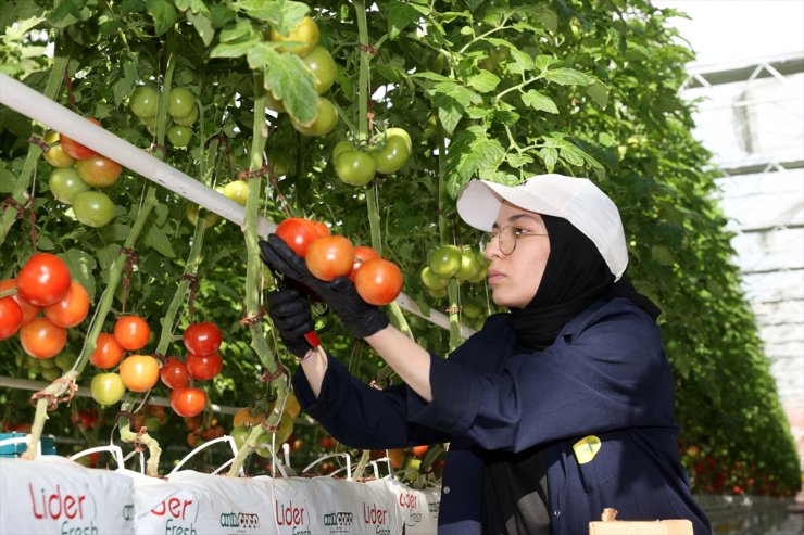 Sivas'ta çöpten elde edilen enerjiyle üretilen domates Avrupa ülkelerine ihraç ediliyor