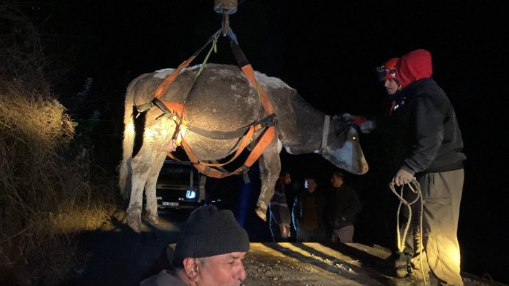 Karabük'te dere yatağına düşen inek vinçle kurtarıldı